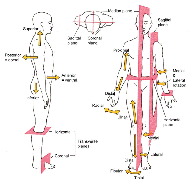 ppt-intro-to-the-human-body-directional-terms-planes-quadrants